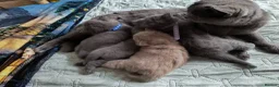 British Shorthair cats for sale: Magnificent Silver pedigree. Gccf registered.   - Advert 19