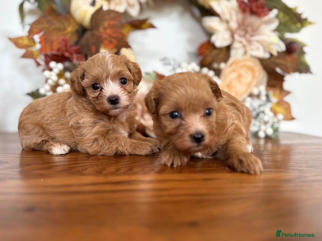 Maltipoo dogs for sale: Exceptional Tiny Dark Red Asian Maltipoo  - Image 6