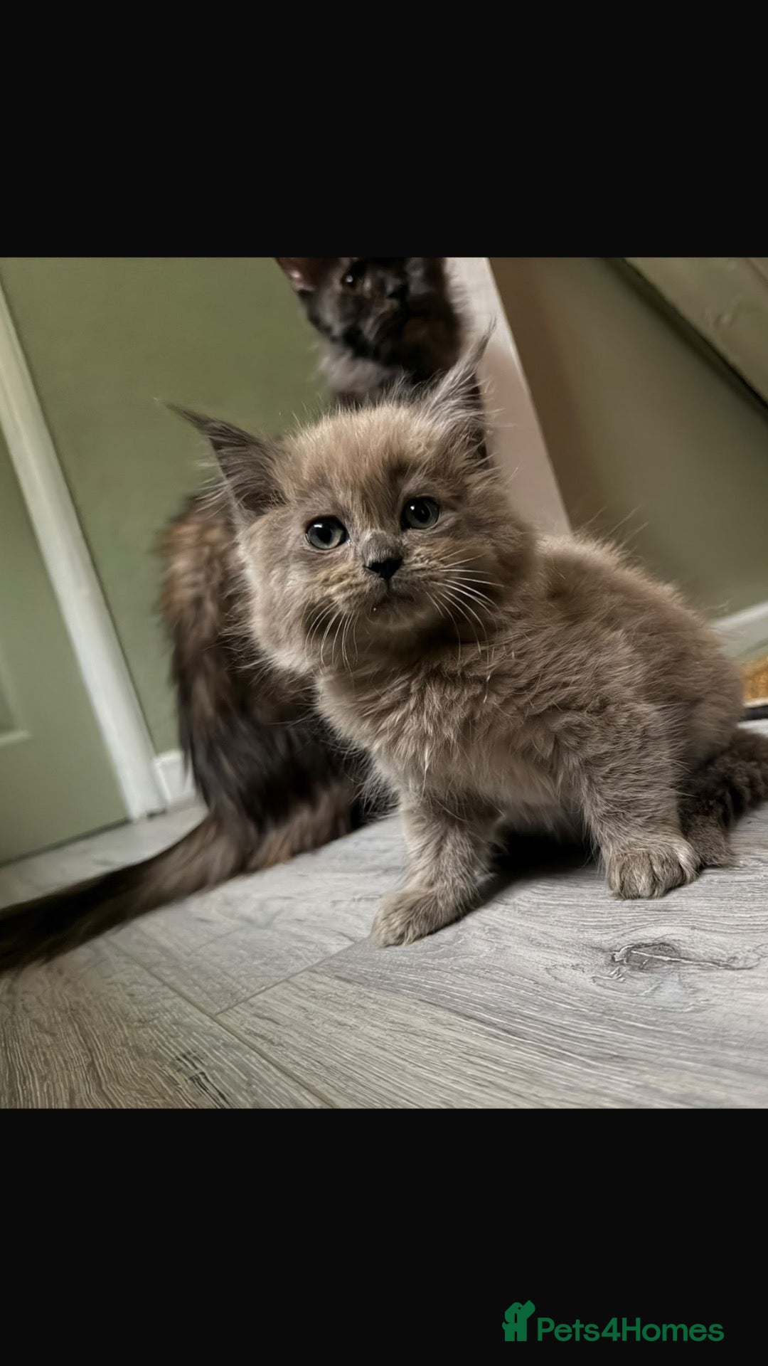 Maine Coon cats ready to leave🍁🎃 - Advert 2