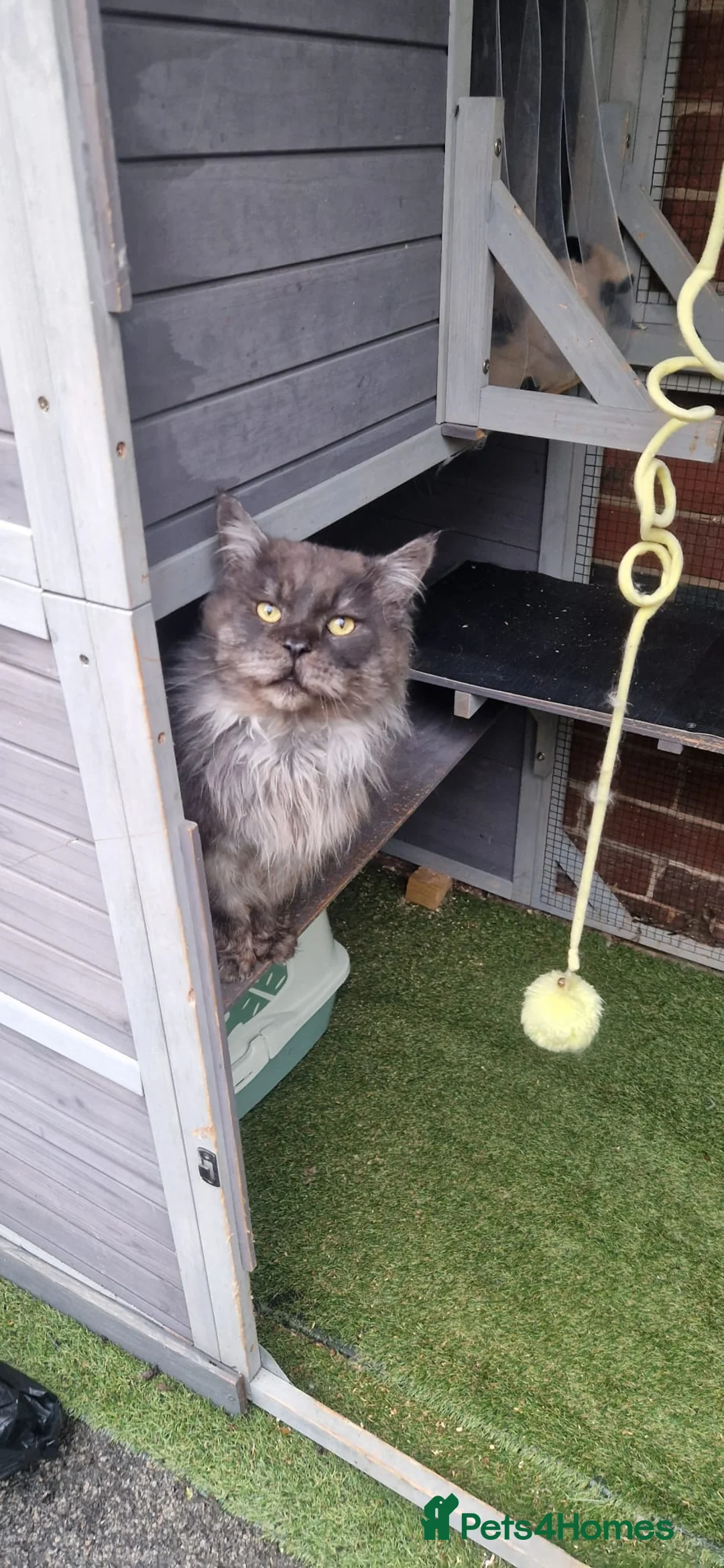 Maine Coon cats for sale: Beautiful Black Smoke Male - Advert 9