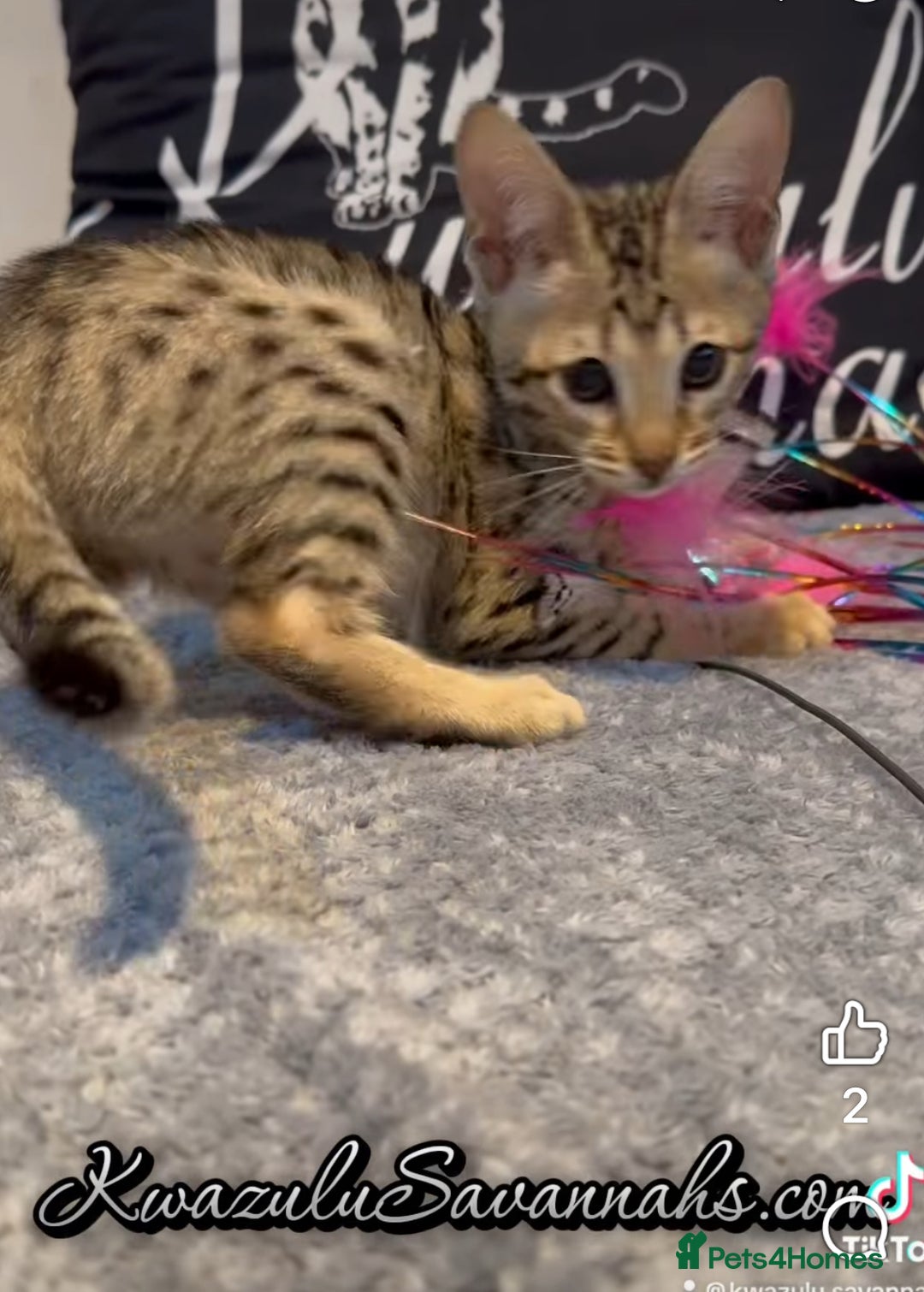 Savannah cats for sale: 12 Weeks Old 5*! -Exceptional Quality Tica Registr - Advert 32
