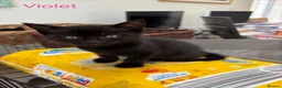 Mixed Breed cats for sale: Kittens for sale - Advert 8