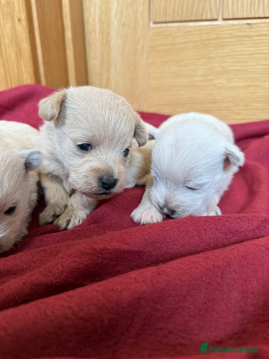 Mixed Breed dogs for sale: F1 Westipoo Puppies  - Image 9