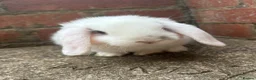 Mini Lop rabbits for sale: Broken-White Buck, Read to leave 6th June - Advert 3