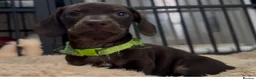 Miniature Dachshund dogs for sale: Alice 💖 & Arthur 💙 - Advert 5