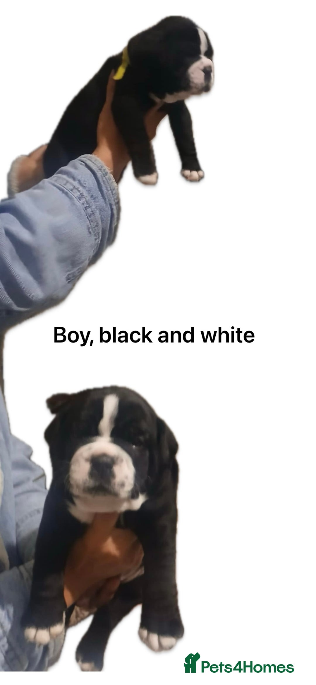 Olde English Bulldogge dogs for sale: NEBB REG OLDE ENGLISH BULLDOG  - Image 32