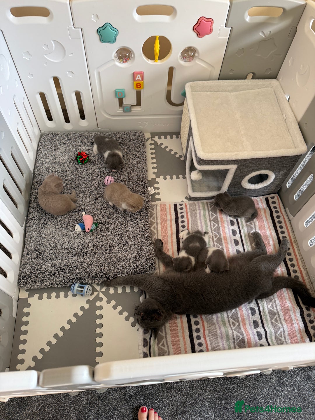 British Shorthair cats for sale: Blue bi colour female kitten - Image 5