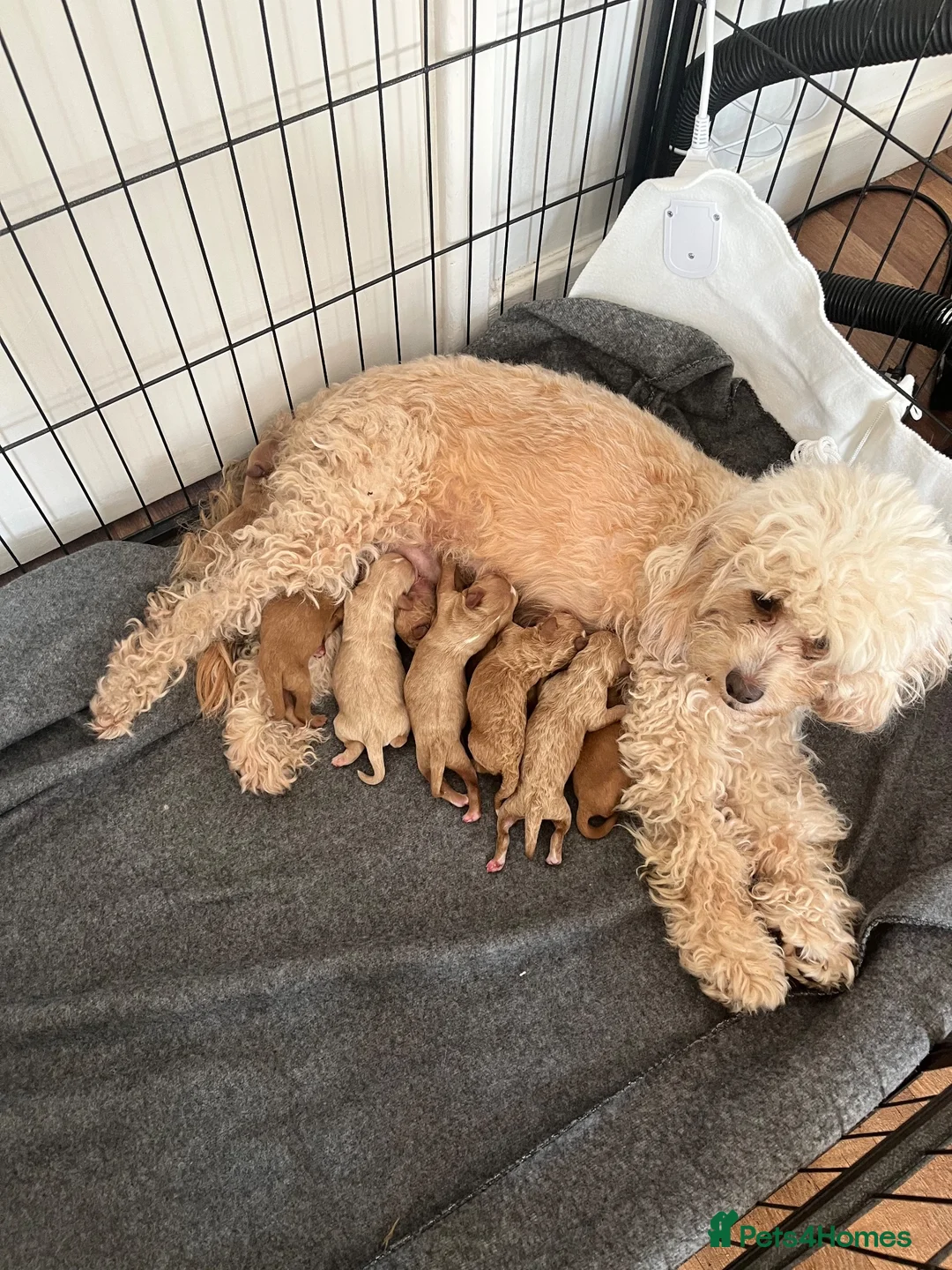 Cavapoo dogs for sale: Cavapoo boy pup  - Advert 2