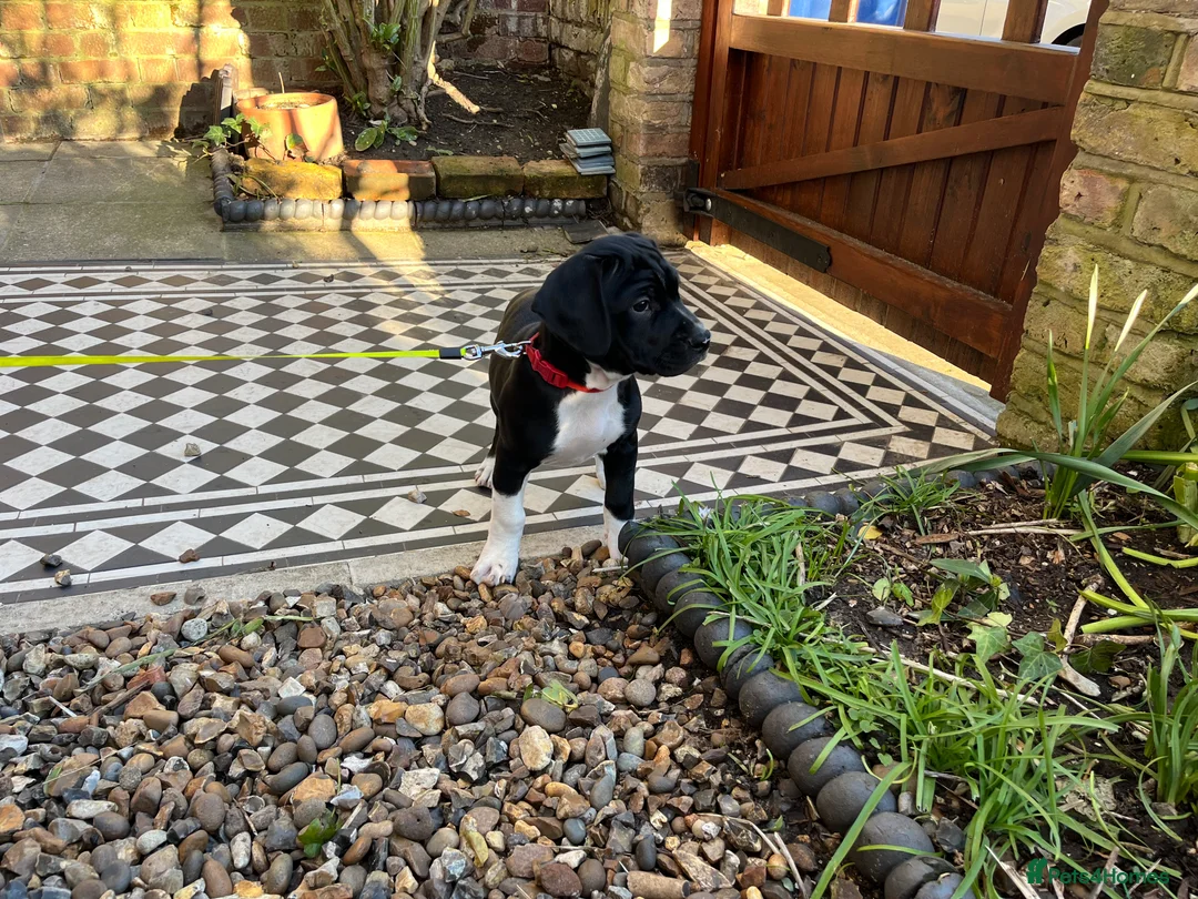 Mixed Breed dogs for sale: 🐾Sweet-natured Spaniel x Bulldog male puppy🐾 in London - Advert 2