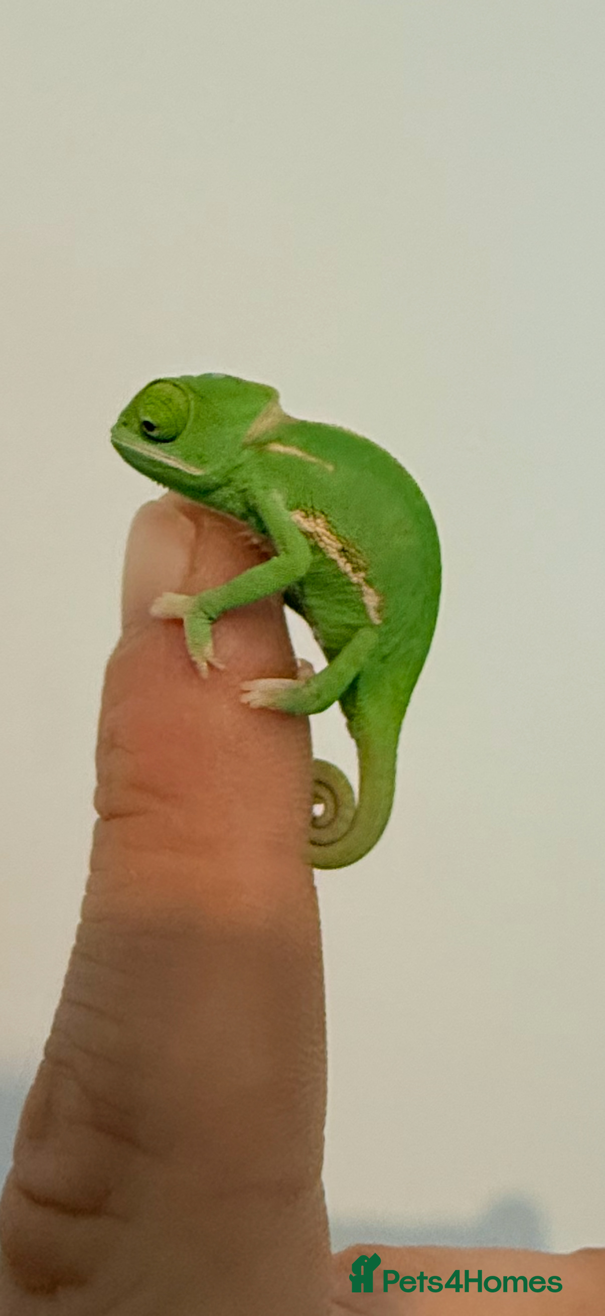 Chameleon reptiles Yemen/Veiled chameleons - Advert 2