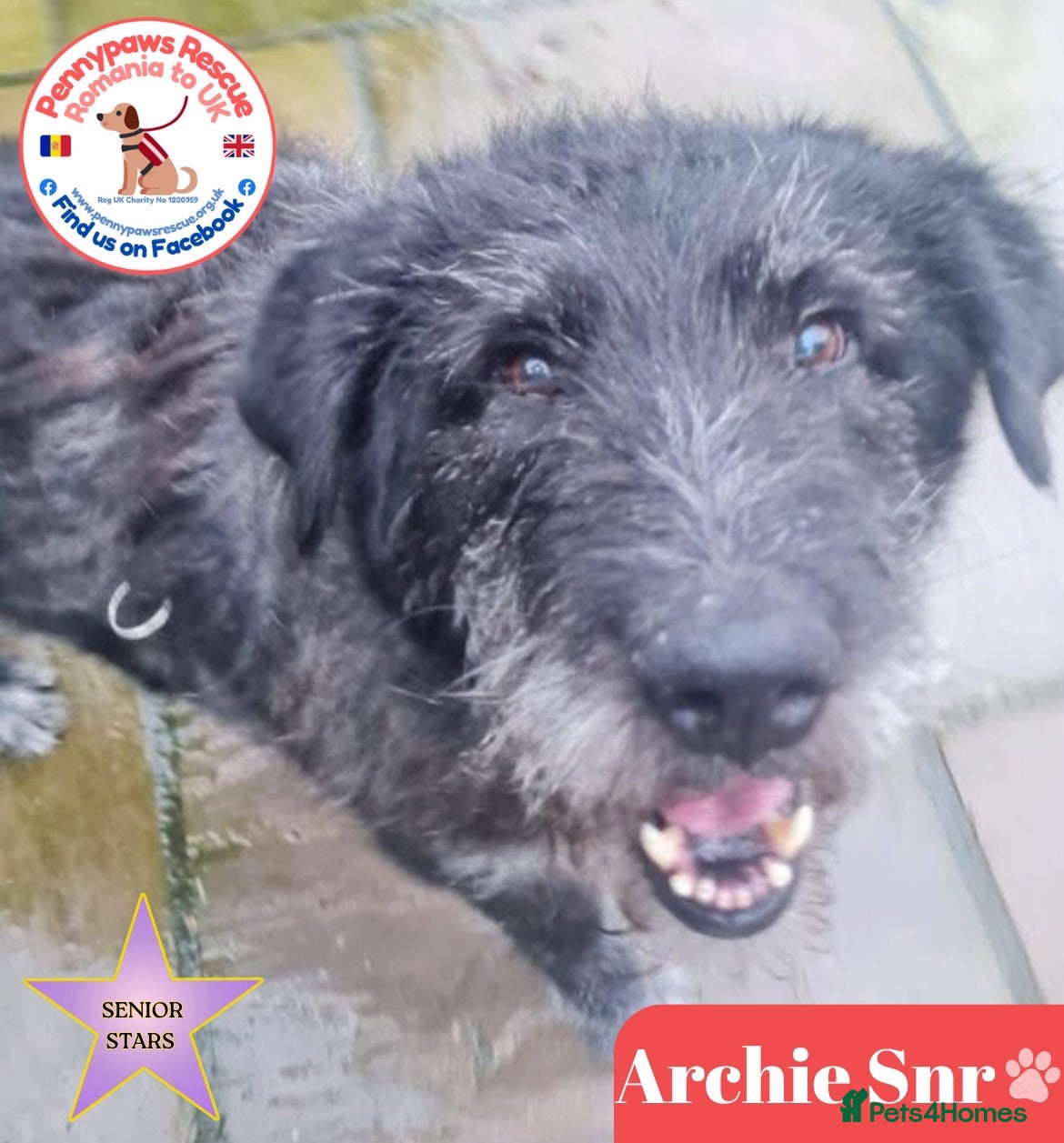 Mixed Breed dogs for adoption: Archie Senior - Advert 11