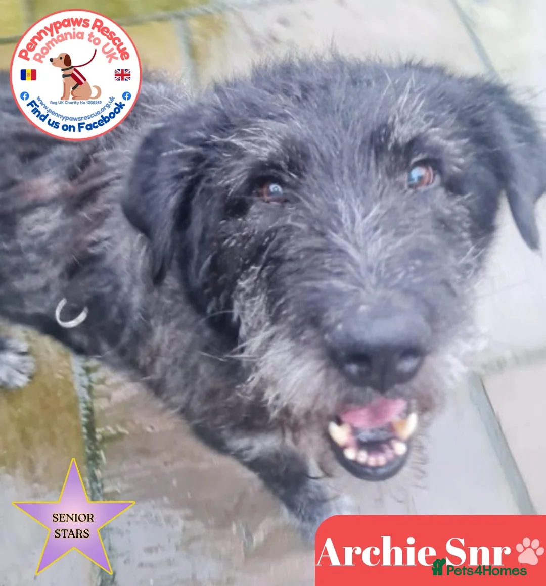 Mixed Breed dogs for adoption: Archie Senior - Advert 1