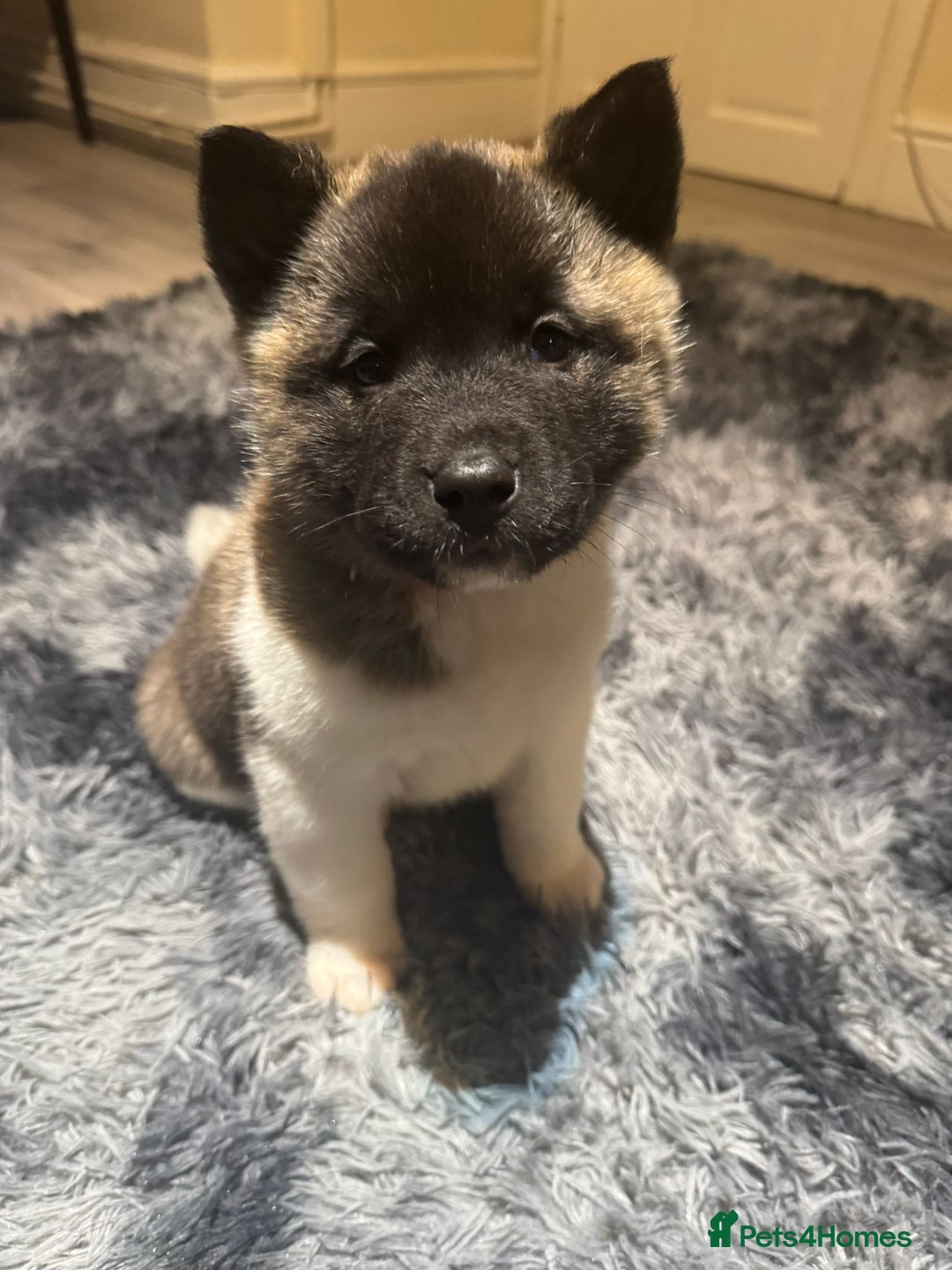 Akita dogs for sale: Bear faced American akitas puppies  - Advert 4
