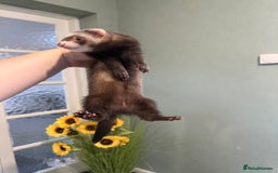 Ferret rodents for sale: 2 Jills - Image 4