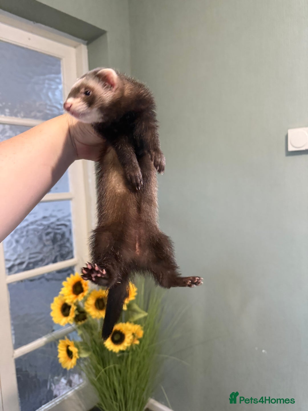 Ferret rodents for sale: 2 Jills - Image 4