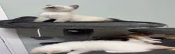 Mixed Breed cats for sale: Ragdoll-X-BSH - Advert 25