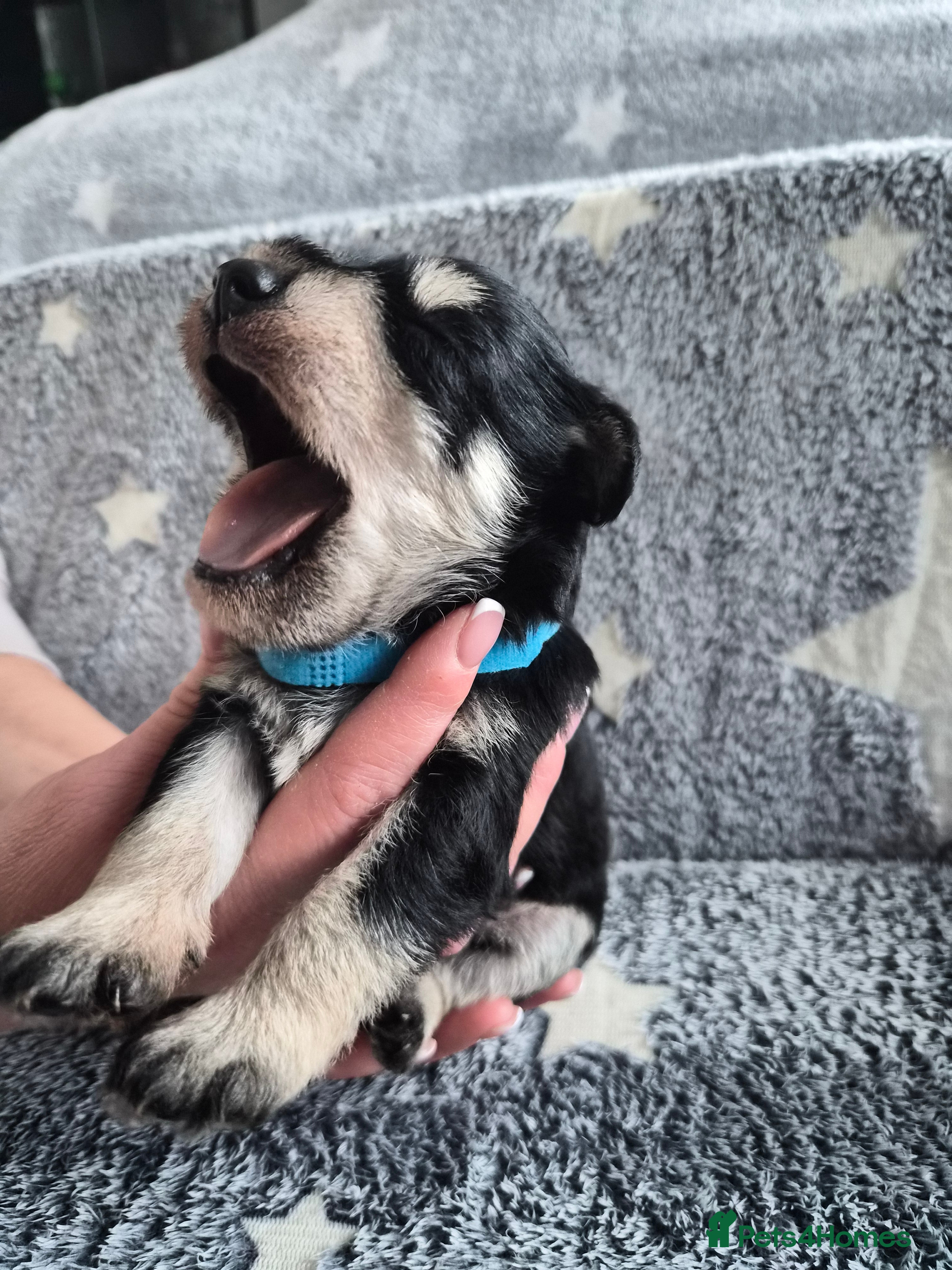 Miniature Schnauzer dogs for sale: 🐾 COCO'S BEAUTIFUL THIRD & FINAL LITTER 🐾 - Advert 6