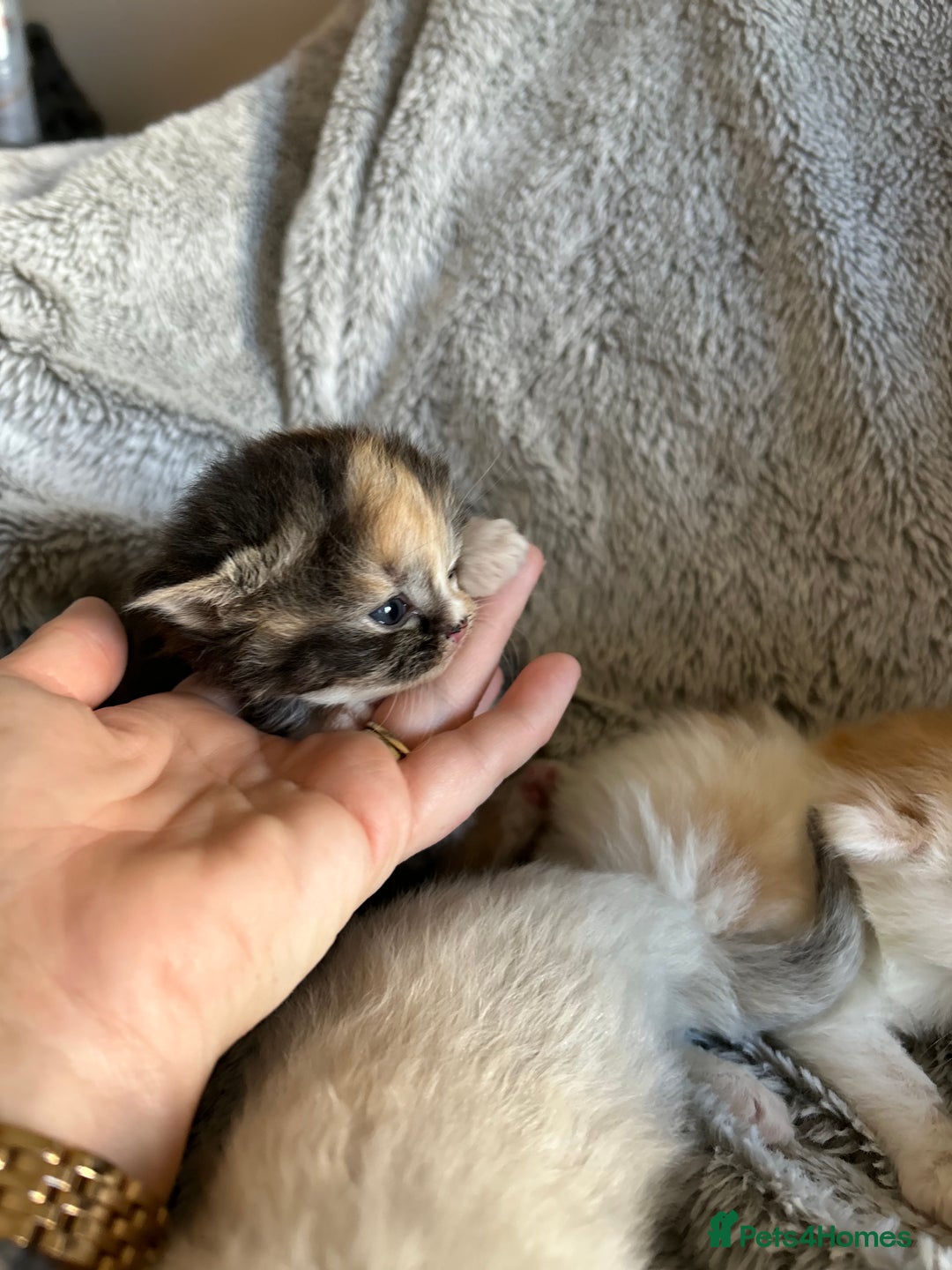 Ragdoll cats for sale: Ragdoll X Persian kittens - Image 14