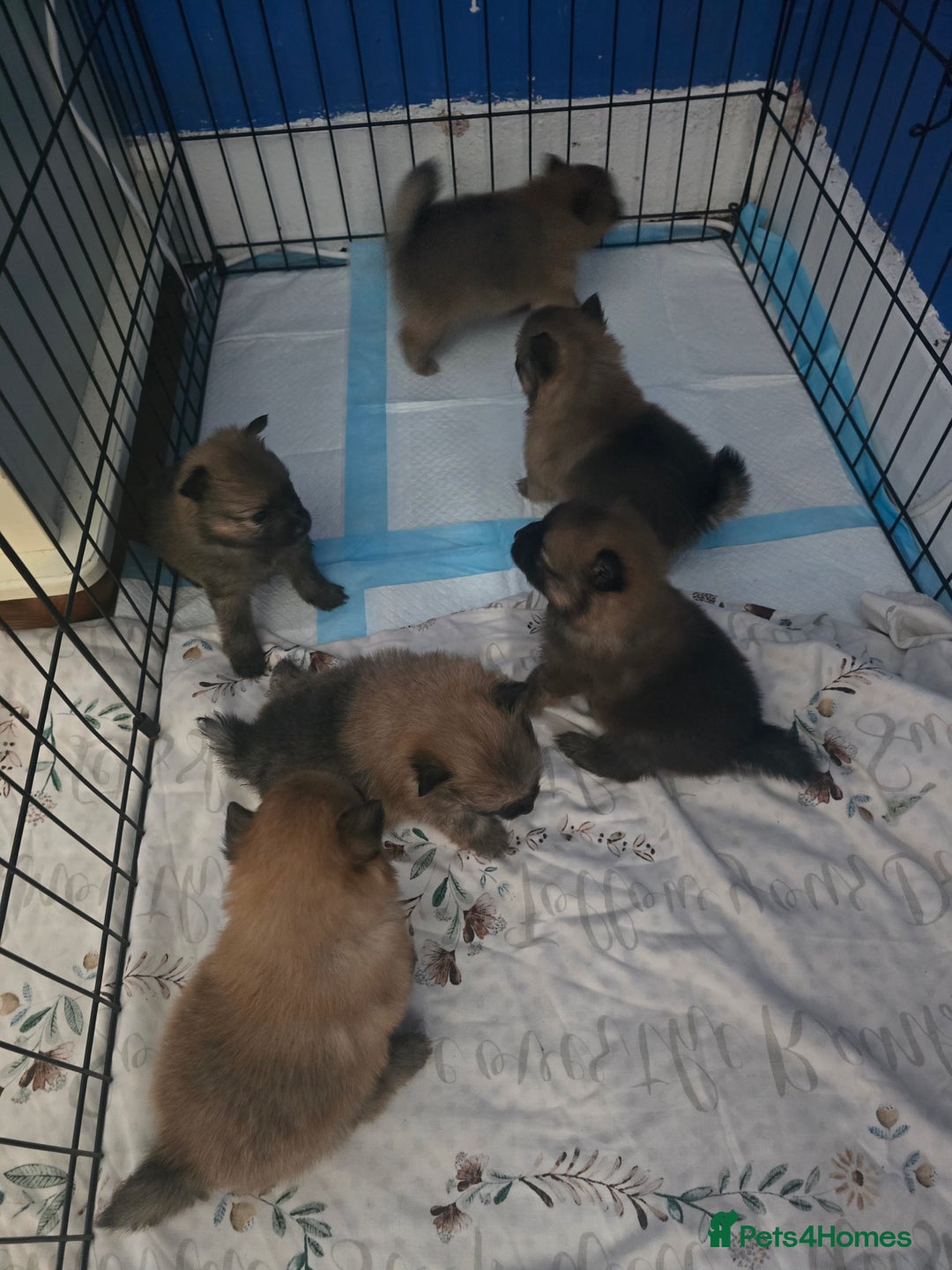 Pomeranian dogs for sale: Pomeranian puppies for sale - Advert 9