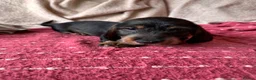 Dachshund dogs for sale: 5 Standard wire hair daschunds - Advert 5