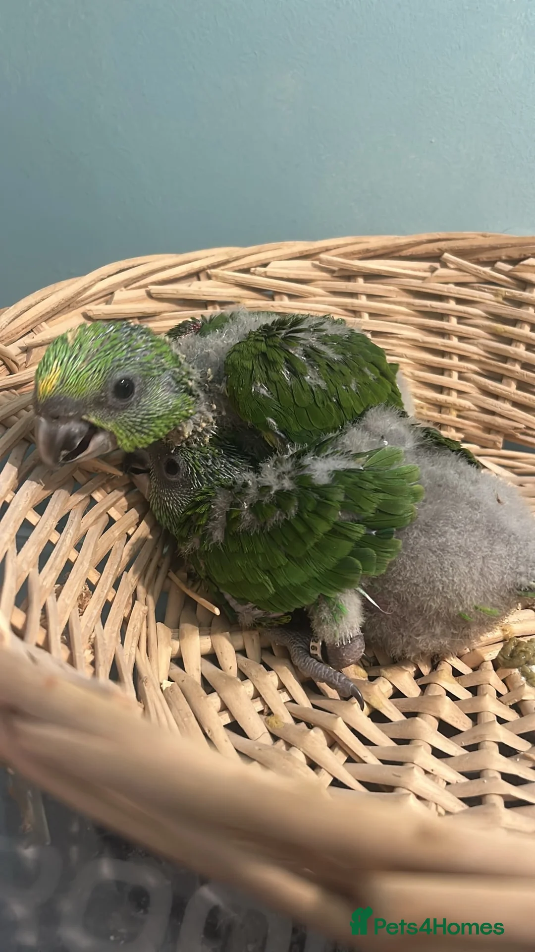 Parrots birds for sale: Baby yellow naped amazons  - Advert 1