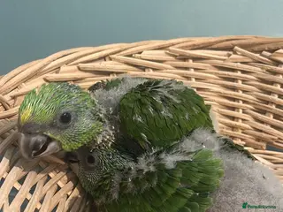 Parrots birds Baby yellow naped amazons - Advert 1