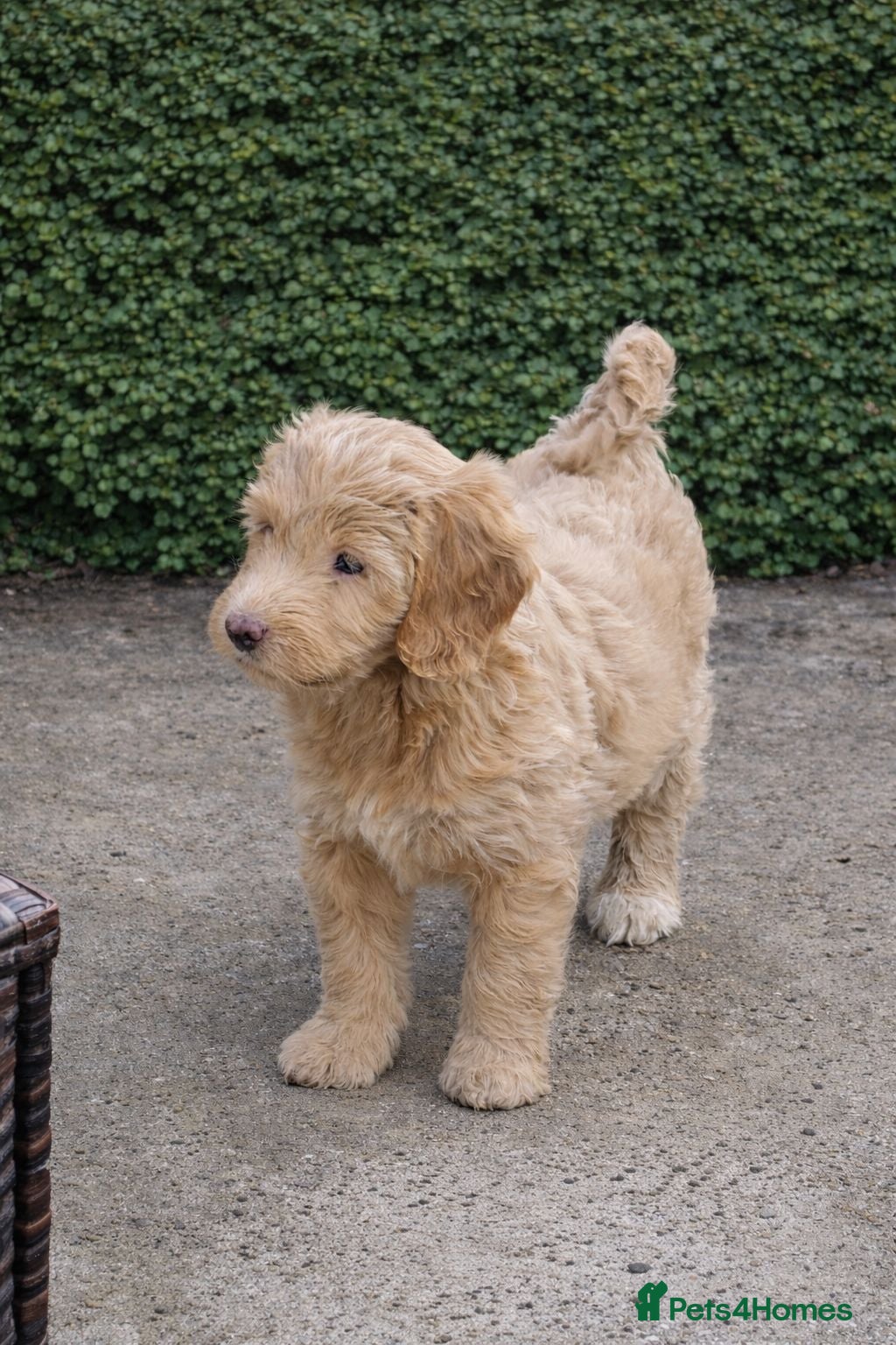 Cockapoo dogs Gorgeous Cockapoo pups - Ready now!!! - Advert 13