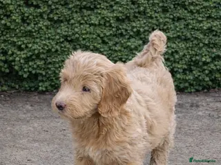 Cockapoo dogs Gorgeous Cockapoo pups - Ready now!!! - Advert 13