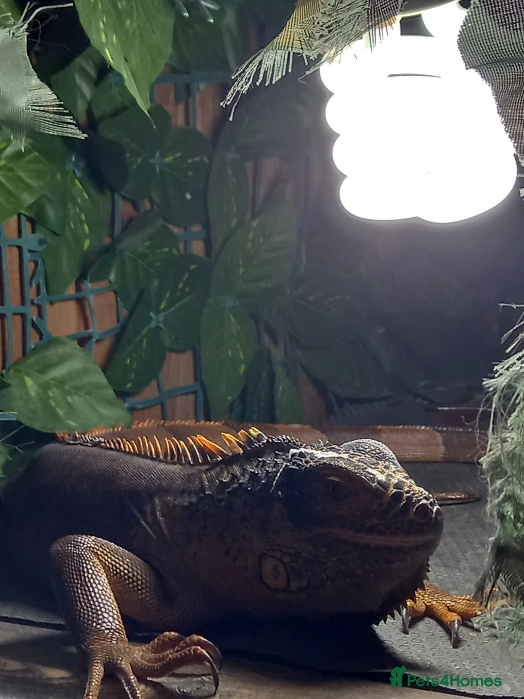 Iguana reptiles for sale: Green iguana (red) - Advert 1