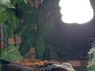 Iguana reptiles Green iguana (red) - Advert 3