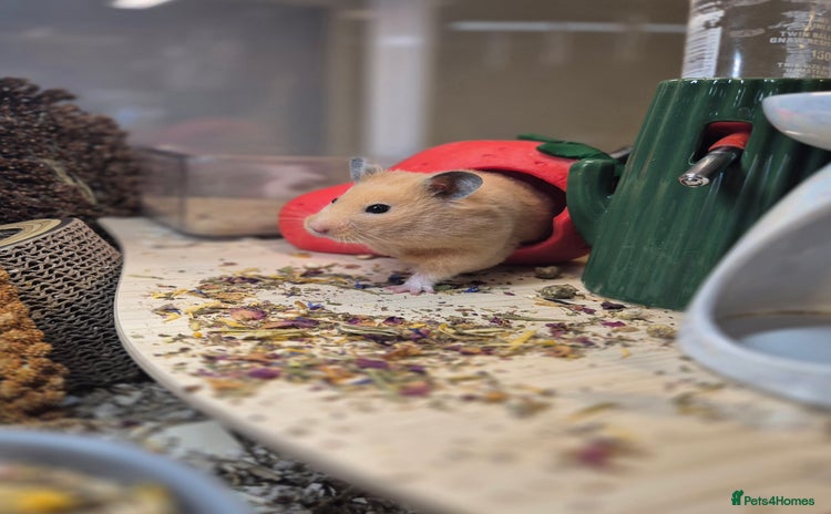 Hamster rodents in Torquay - Advert 3