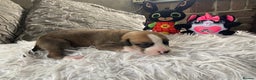 Mixed Breed dogs for sale: Lurcher cross pups  - Advert 13