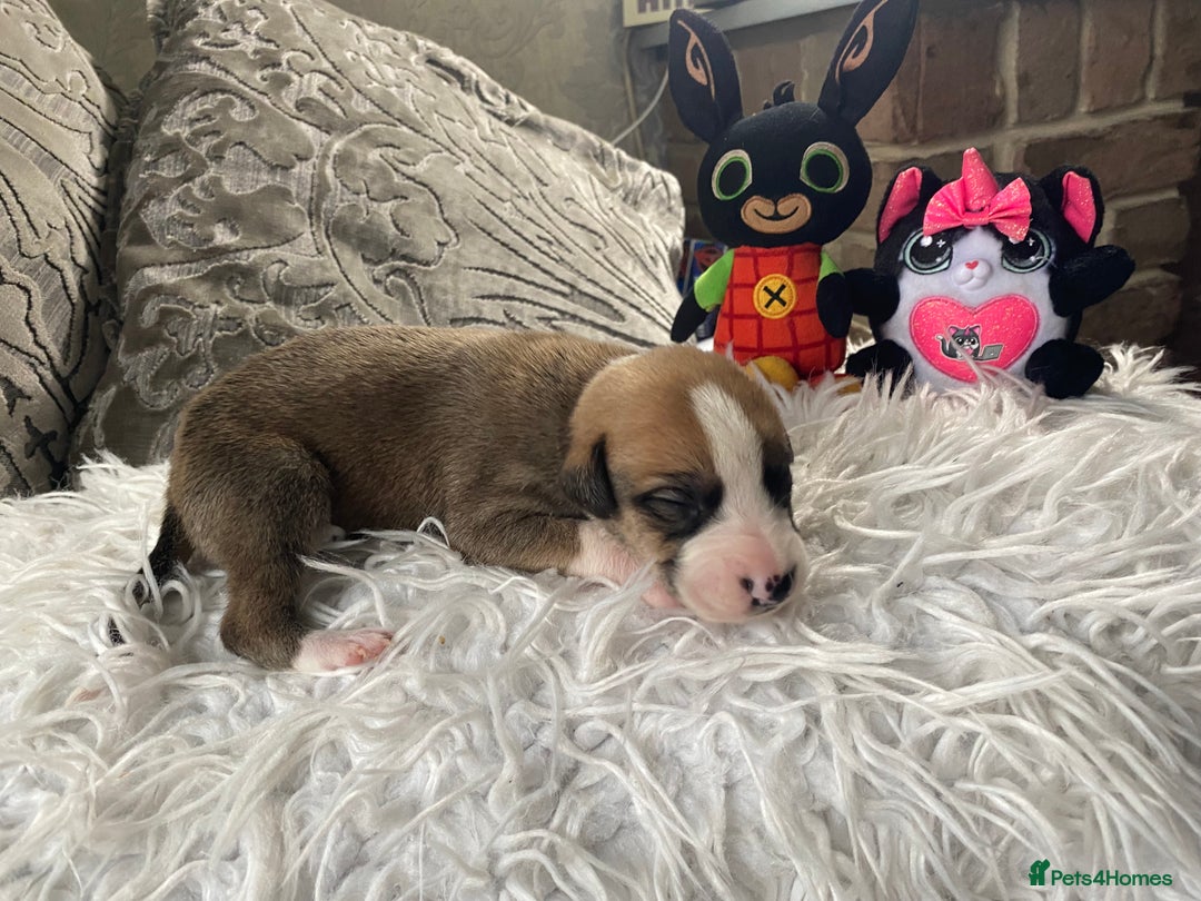 Mixed Breed dogs for sale: Lurcher cross pups  - Advert 13