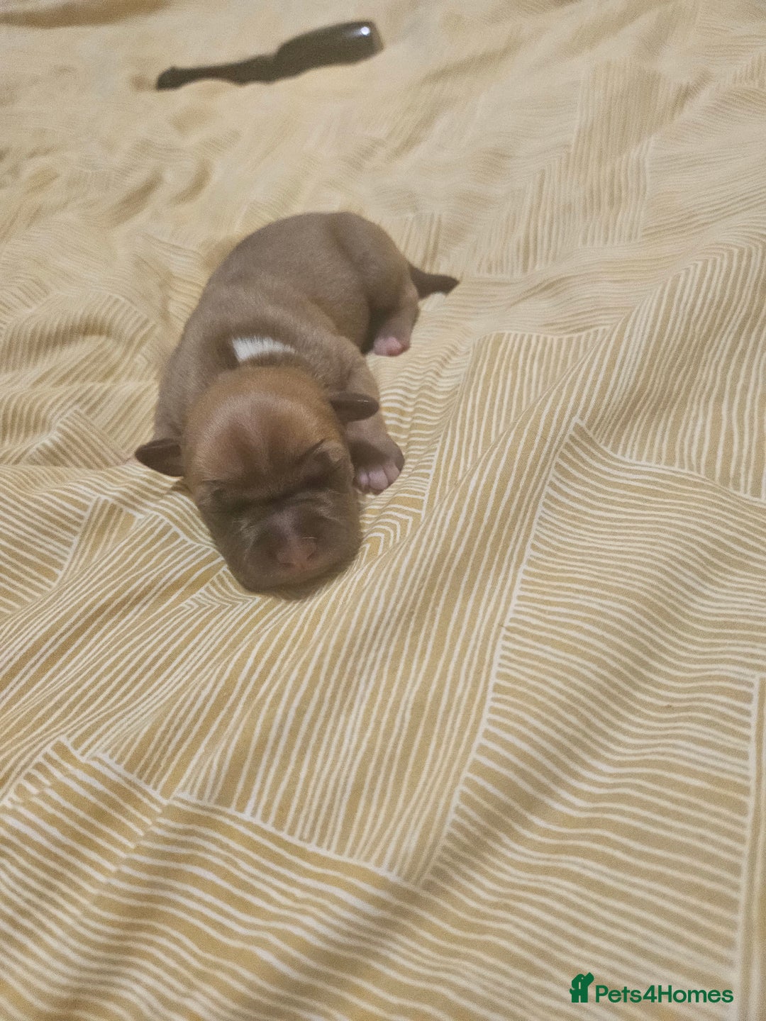 Staffordshire Bull Terrier dogs for sale: Staffy puppies - Advert 6