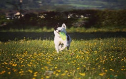 Border Collie dogs for sale: Spotty  - Image 2