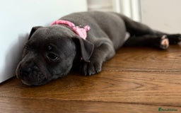 Staffordshire Bull Terrier dogs for sale: Ready for Their Forever Homes Now - Image 21