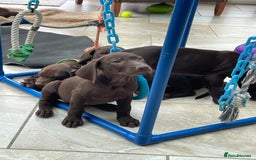 Mixed Breed dogs for sale: Stunning boys and girls available  - Image 17