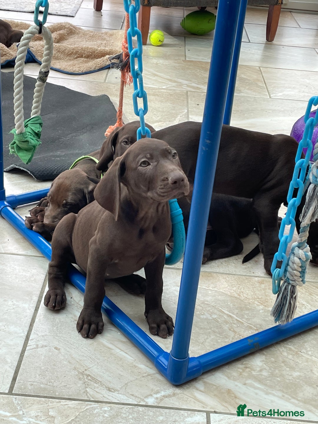 Mixed Breed dogs for sale: Stunning boys and girls available  - Image 17