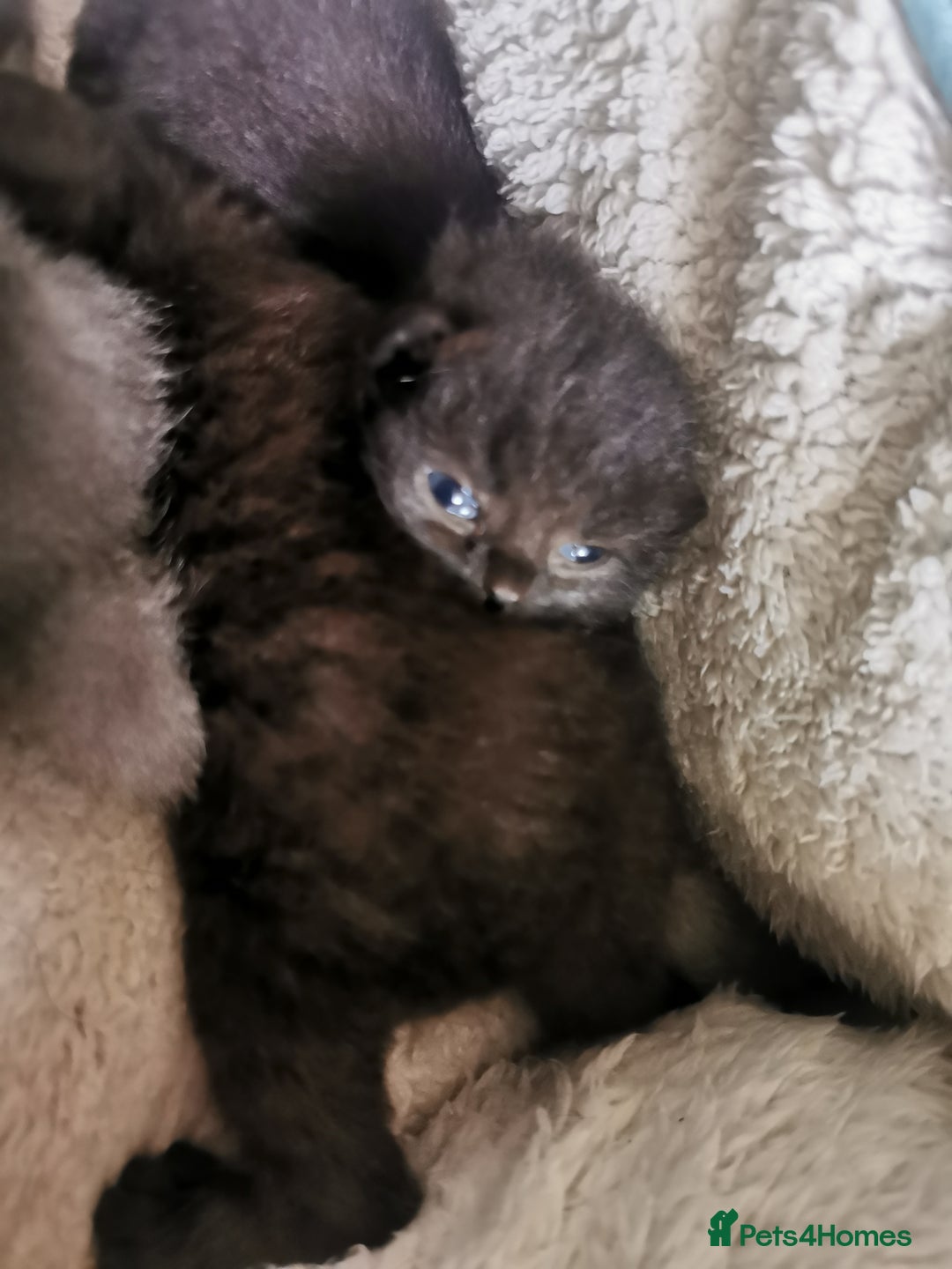 Scottish Fold cats for sale: Schotish fold  - Image 2