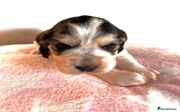 Cocker Spaniel dogs for sale: Fully health tested KC Cocker Spaniel puppies - Image 5