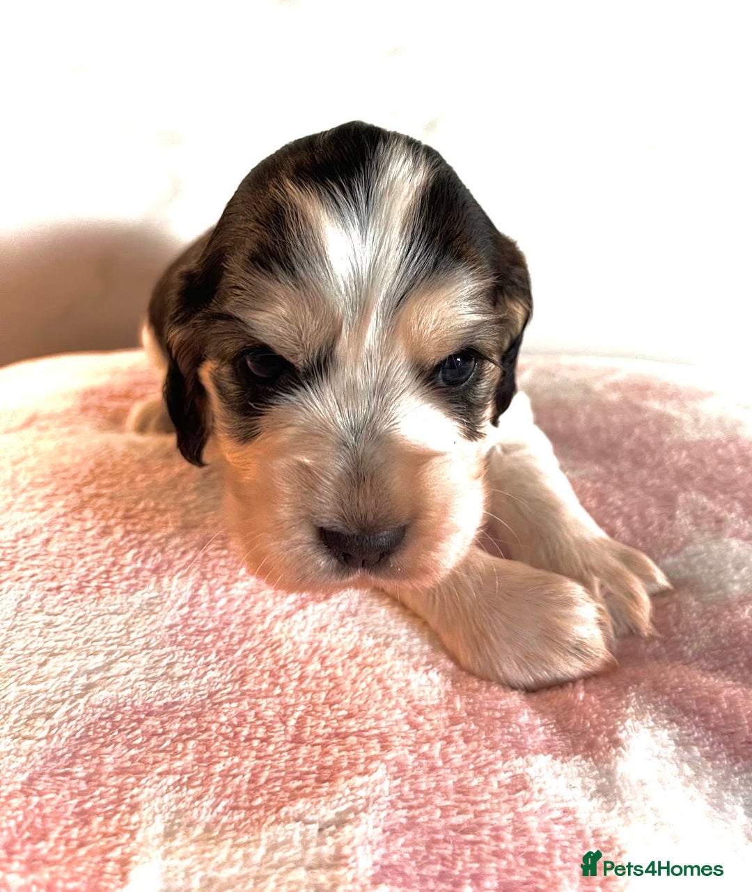 Cocker Spaniel dogs for sale: Fully health tested KC Cocker Spaniel puppies - Image 5