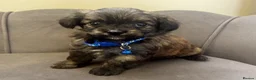 Chipoo dogs for sale: Stunning Chipoo Pups - Advert 10