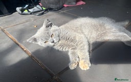 British Shorthair cats for sale: British shorthair kittens  - Image 11