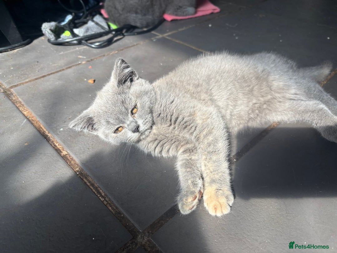 British Shorthair cats for sale: British shorthair kittens  - Image 11