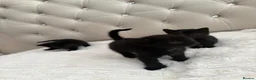 Mixed Breed cats for sale: 3 Beautiful Black Girl Kittens - Advert 13