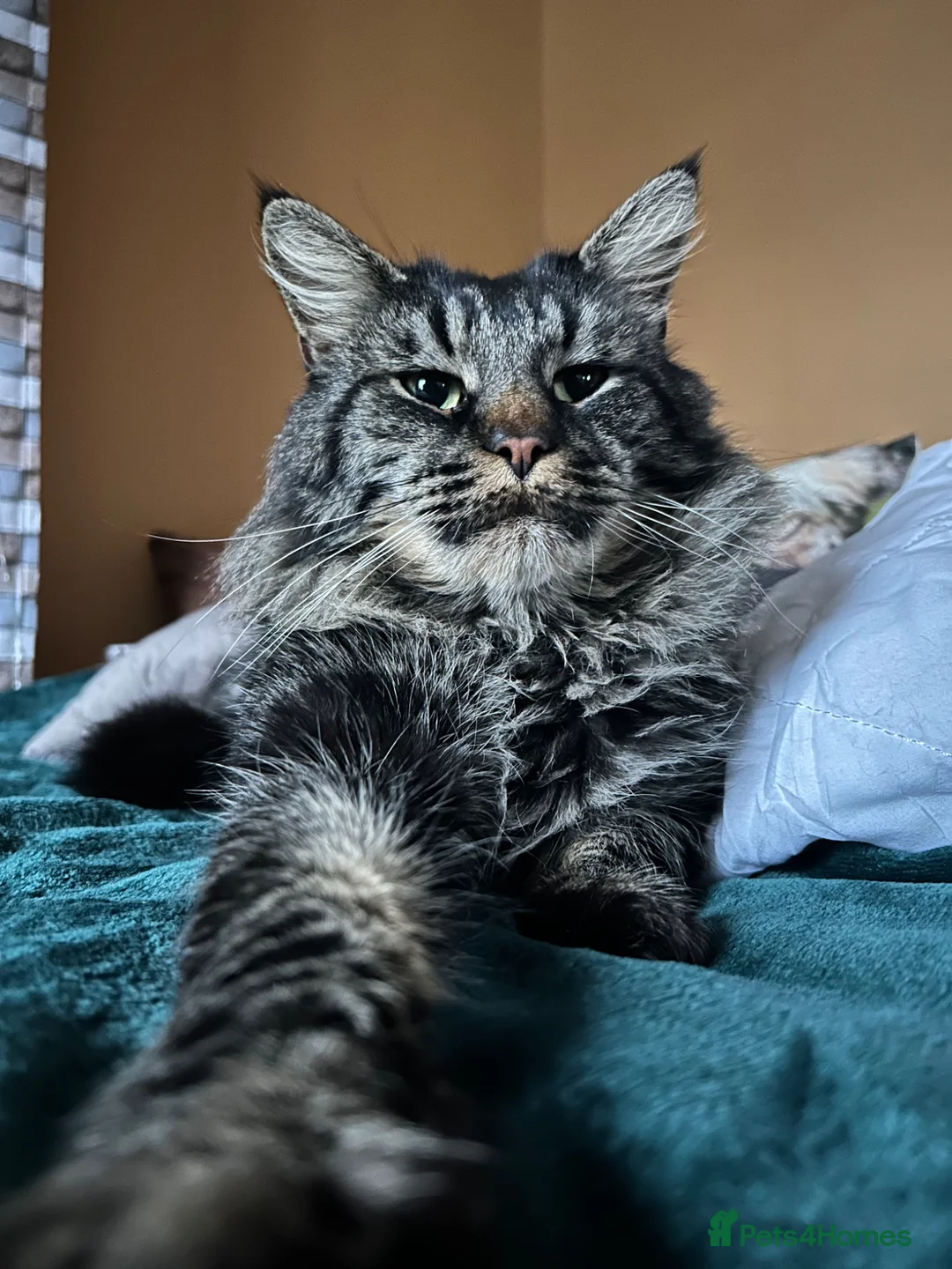 Maine Coon cats for sale: Maine Coon Cross Kittens 3 Boys  in Mansfield - Advert 9
