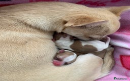 Chihuahua dogs for sale: Stunning Chocolate and white Smooth haired pups - Image 11