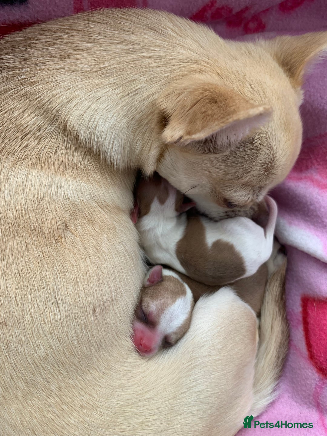 Chihuahua dogs for sale: Stunning Chocolate and white Smooth haired pups - Image 11