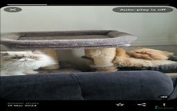 Persian cats for sale: Pure persian - Image 3