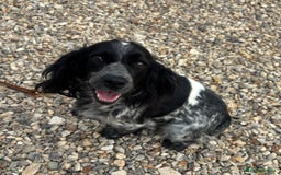 Mixed Breed dogs for sale: Top Quality F1 Docker Puppies - Image 22